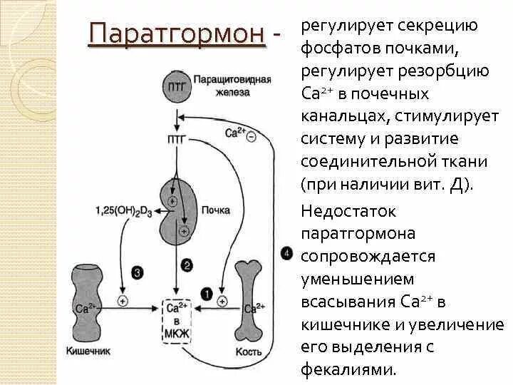 Механизм действия паратгормона схема. Механизм действия паратгормона в почках. Паратиреоидный гормон регуляция. Схема регуляции секреции кальцитонина и паратгормона. Паратгормон интактный