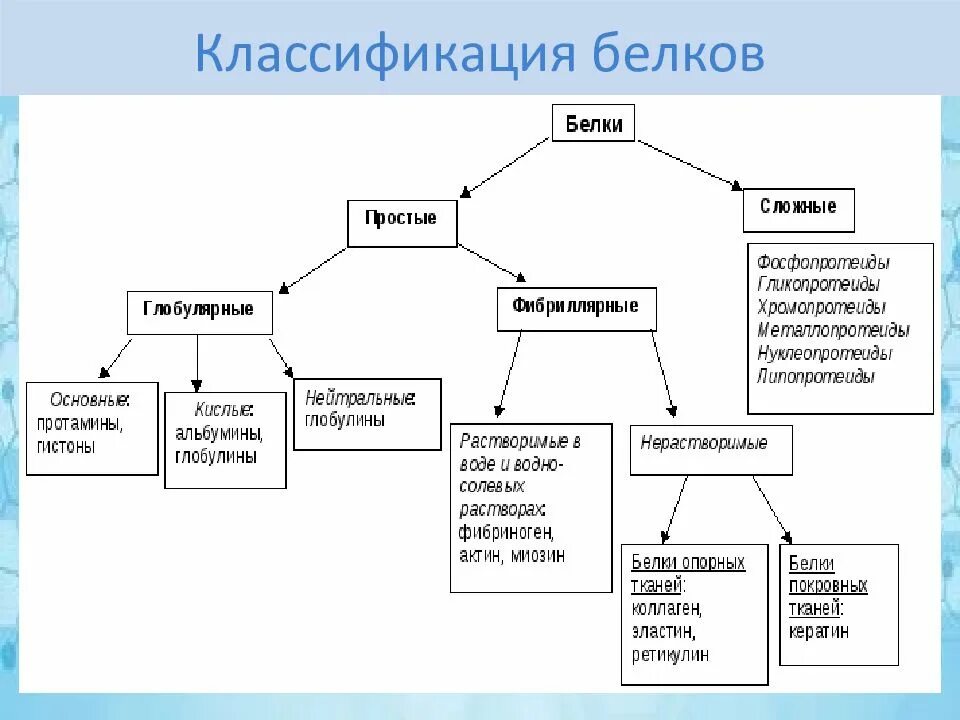 Группы сложных белков. Классификация белков по различным признакам. Составьте схему классификации белков. Классификацию белков по разным признакам. Классификация белков простые и сложные.