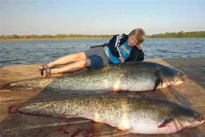 Рыбинское водохранилище рыбалка. Ихтиофауна дельты Волги. Самая большая рыба реки Ахтуба. Рыба в озере.