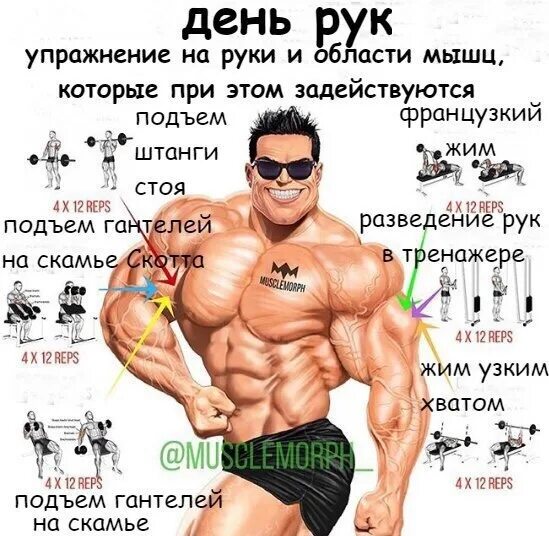 Тренировка мышц на каждый день. Проработка всех групп мышц. занятия на разные группы мышц. упражнения на каждую группу мышц. бодибилдинг программы тренировок.