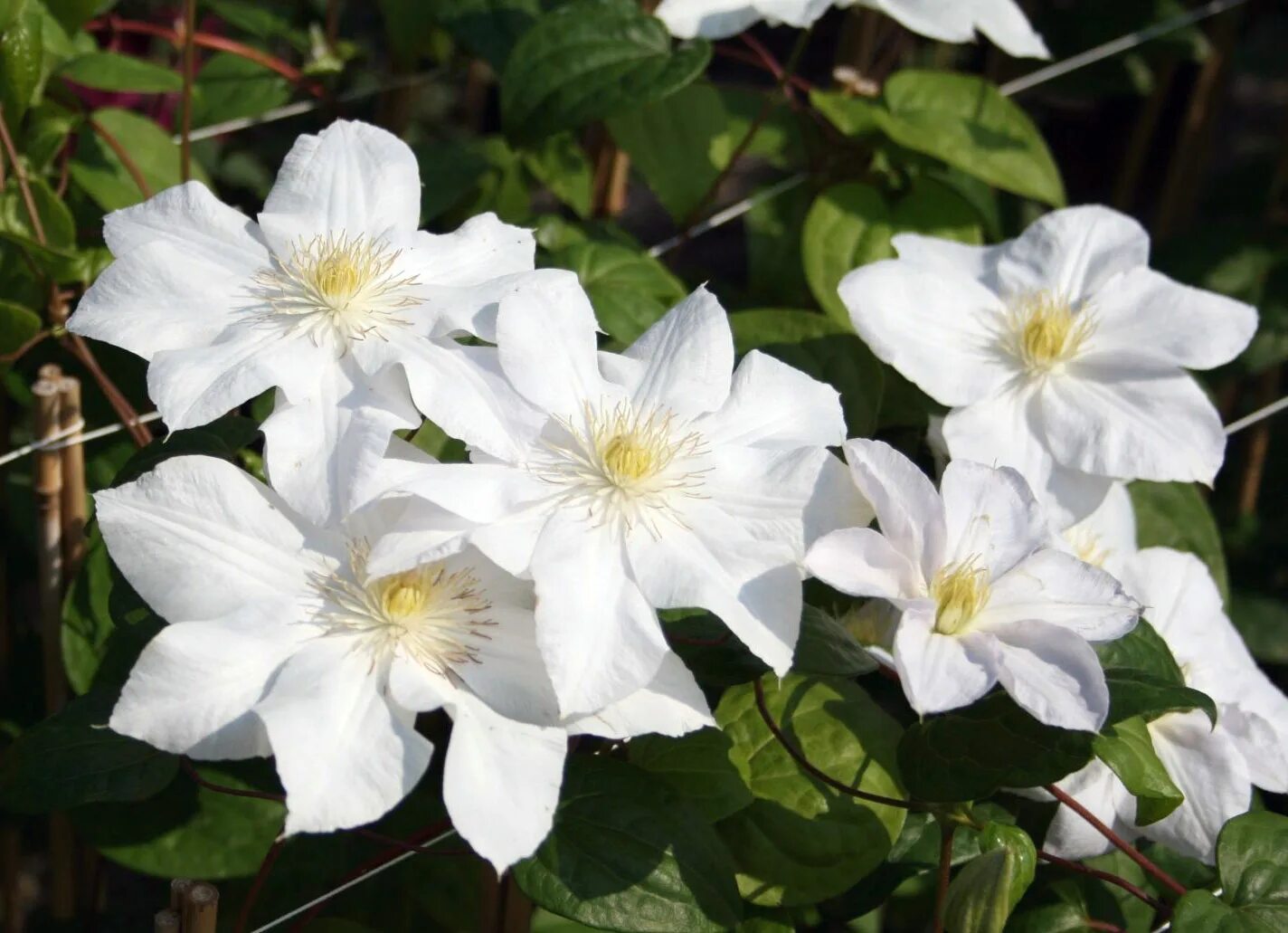 Клематис гизела. Белые клематисы сорта. Белые клематисы сорта. Клематис белый. Стасик клематис белый.