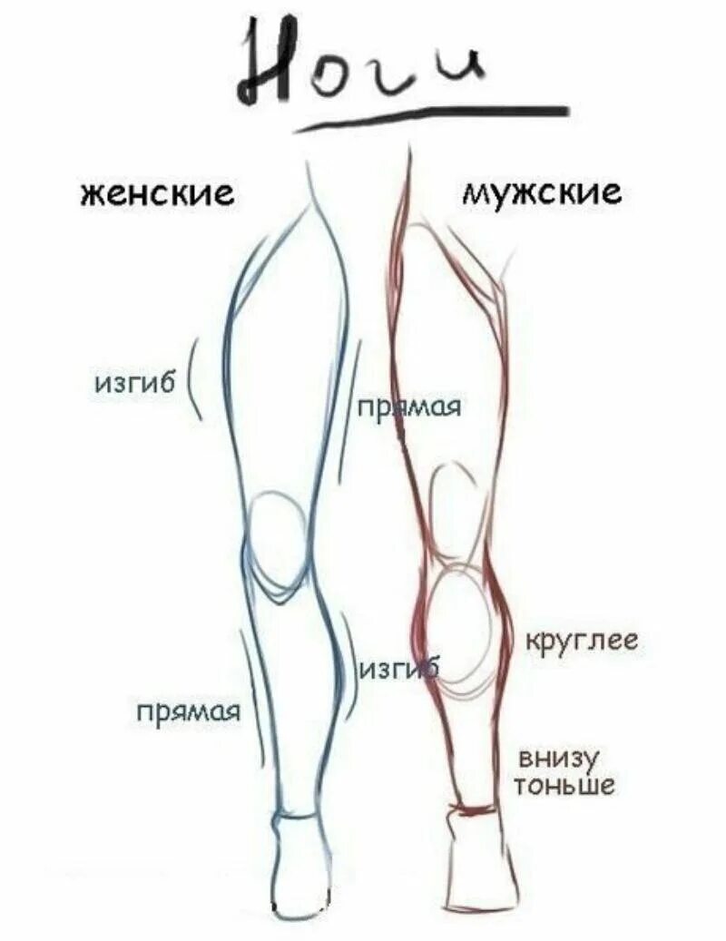 Мужские ноги для рисования. Рисование мужских и женских ног. Анатомия ног для рисования. Пропорции ноги человека для рисования. Изгиб бедра