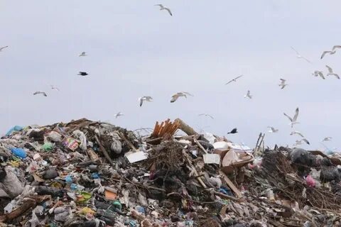 Омск свалка яиц