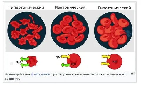 Эритроциты помещенные в 0 9 раствор