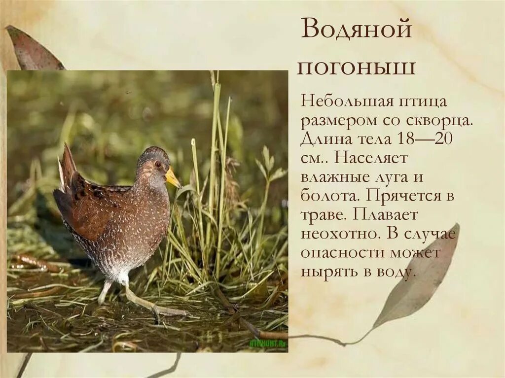 Красная книга Нижегородской области - презентация онлайн