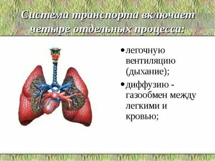 Диффузия в дыхании
