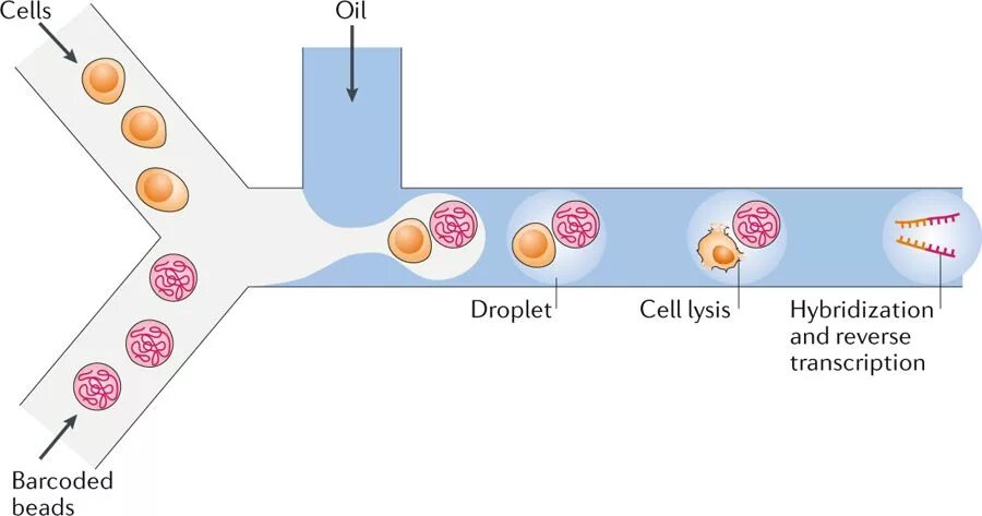 Single Cell RNA sequencing. Cell lysis. Single Cell RNA секвенатор. Лизис клетки физиология.