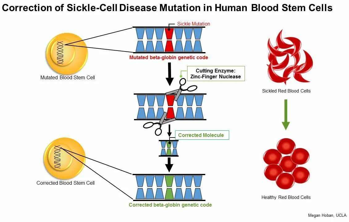 Global mutation. Sickle Cell anemia Mutation. Sickle Cell anemia Mutation Types. Sickle Cell disease. Талассемия мутация в гене.