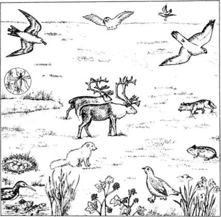 Задания по теме среда обитания. Биоценоз тундры. Растения и животные рисунок. Рисунок природной зоны.