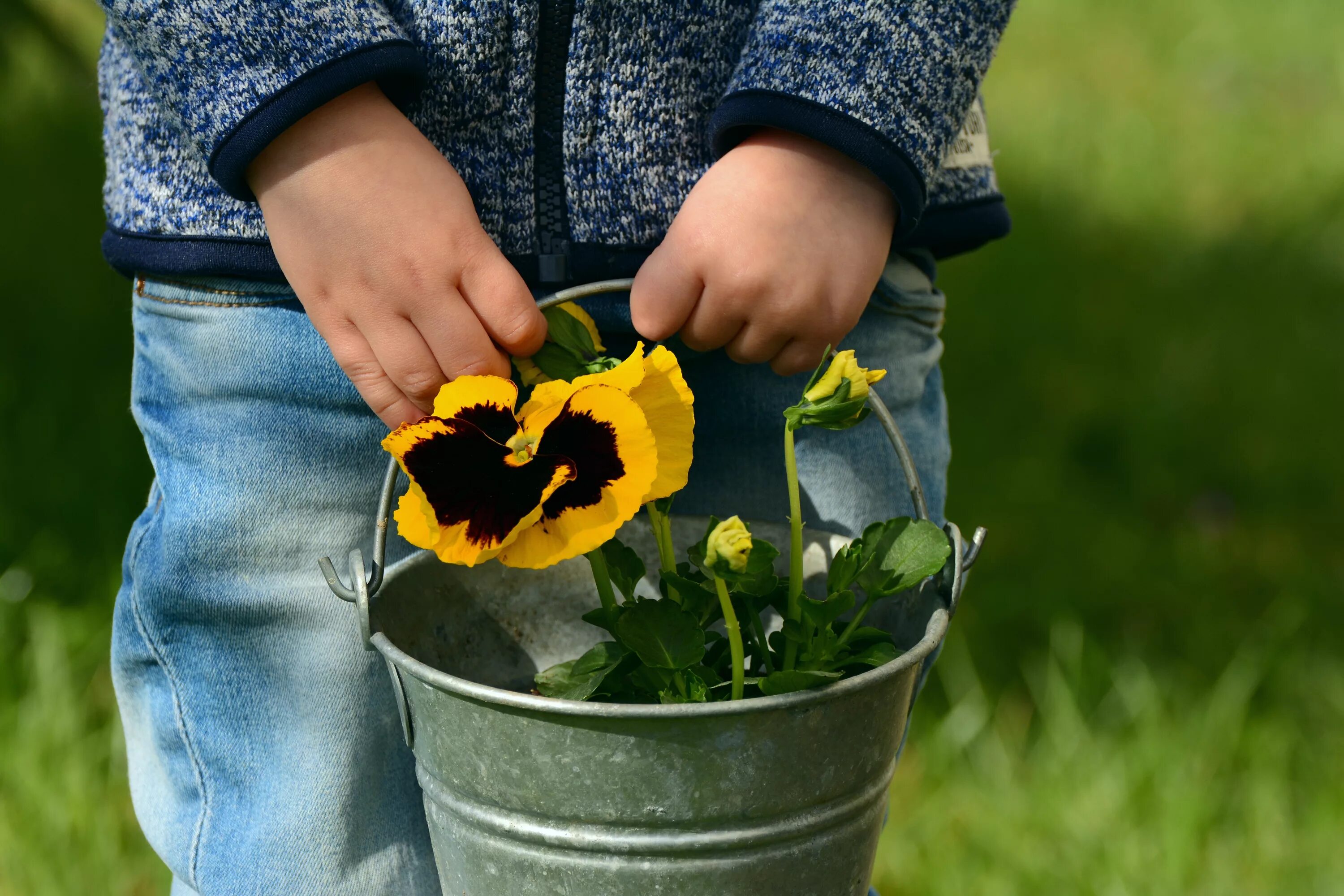 Песня посадим цветы. Ребенок с цветком в руках. Сажать цветы. Дети сажают цветы. Детские руки с цветами.