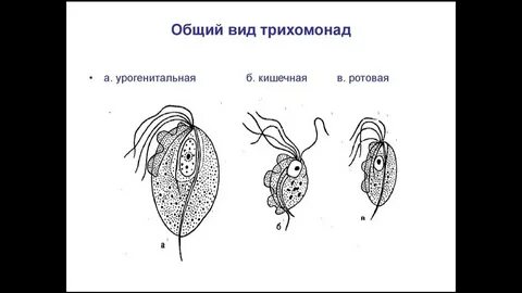Трихомонада кишечная