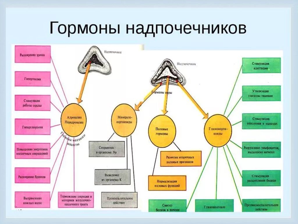 Что выделяют надпочечники. Схема выработки гормонов надпочечников. Физиологические эффекты гормонов надпочечников. Гормоны коры надпочечников и их функции. Гормоны сетчатой зоны надпочечников и их функции.