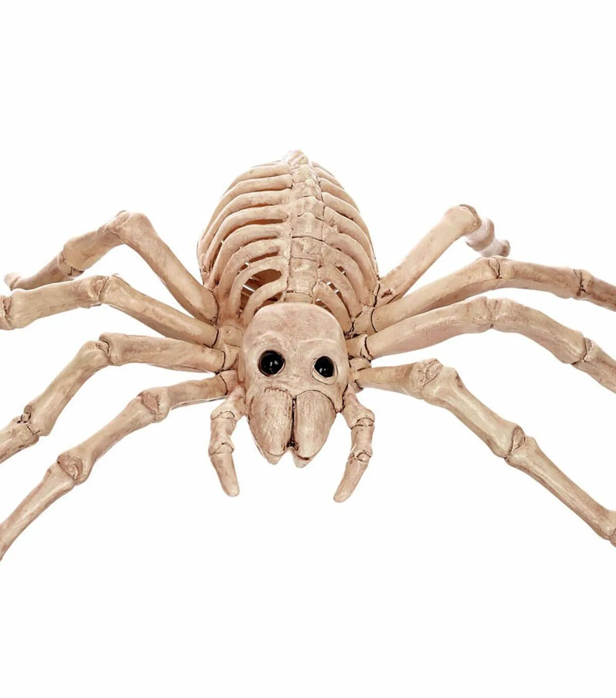 Скелет краба. Скелет паука. Строение скелета паука. Мускулатурный скелет краба.