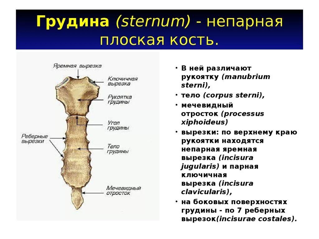 Трубчатая грудная кость. Рукоятка грудины мечевидный отросток. Строение грудины на латинском и русском. Мечевидный отросток грудины анатомия. Строение грудины анатомия.