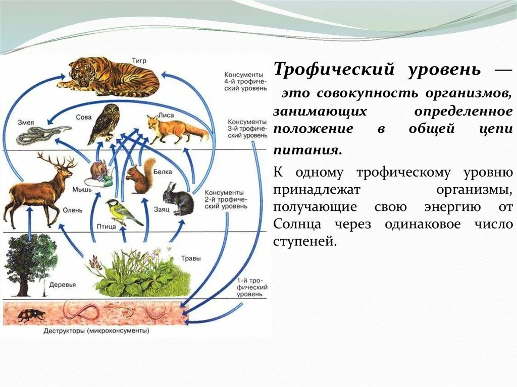 Трофические уровни первый и второй. Трофические уровни в цепи питания. Трофические уровни пищевой цепи. Трофические уровни экосистемы. Пищевая трофическая цепь.