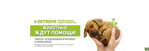 Подари им шанс зоозащитное