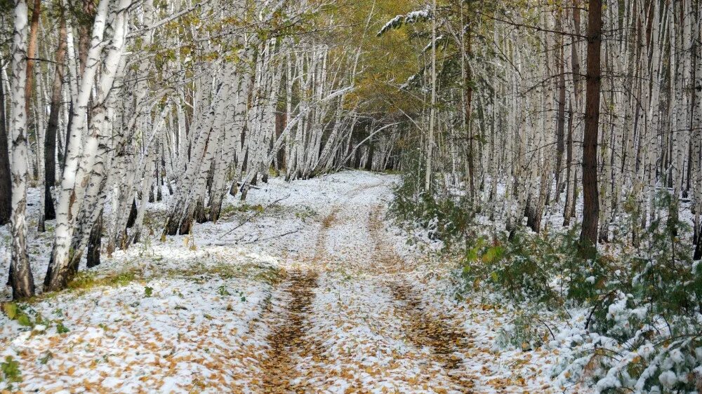 Каким был первый снег. Ранняя зима. Лес весной.