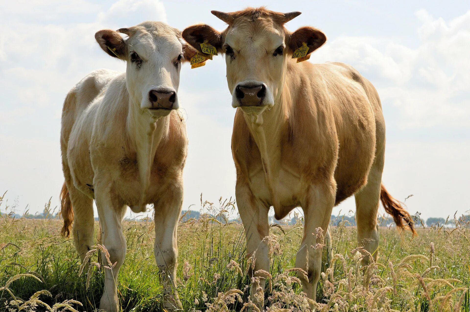 Красивый теленок. Показать годовалого бычка датской породы. Бычок зимой. Маленькие телята. Красивый теленок.