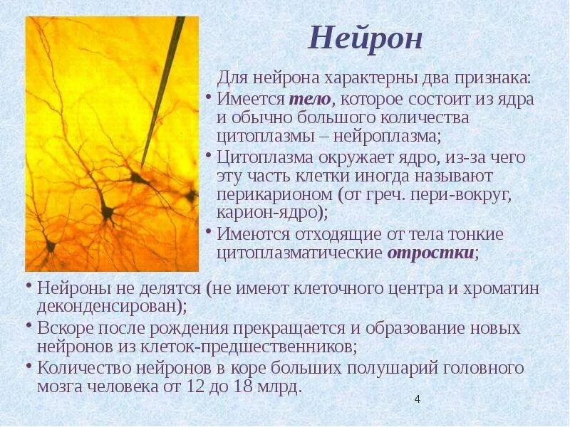 Сколько ядер нейроны