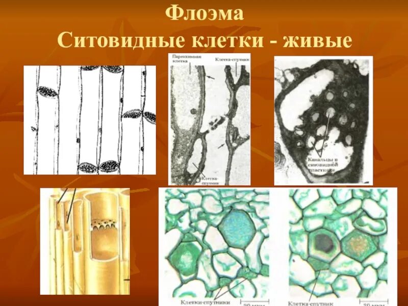 Ситовидные клетки флоэмы строение. Флоэма строение. Ситовидные трубки растений. Ситовидные трубки флоэмы растений. Флоэма особенности