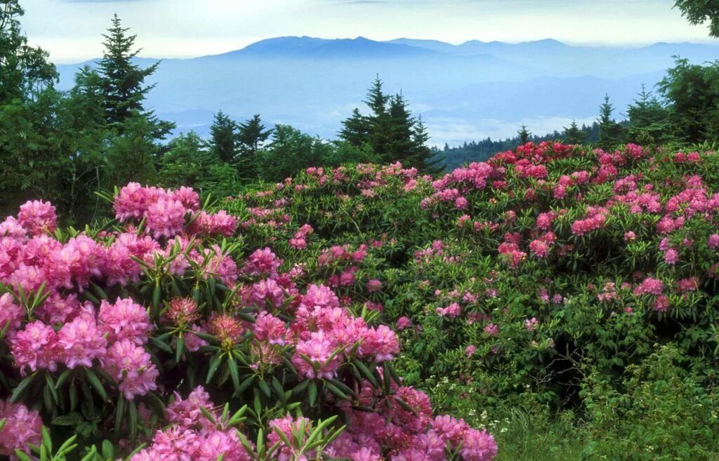 #bogart village #flowers #june #larch forests #mongolia #peony Planting peonies,