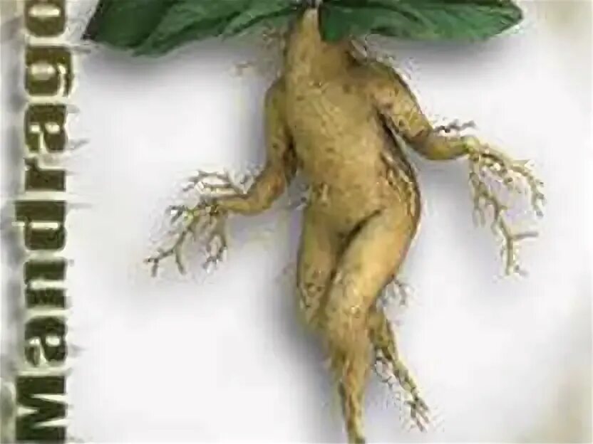 Как выглядит мандрагора в реальной жизни Nature and Fruits & Vegetables Stock Photos, Images, & Pictures by Dreamstime Pa