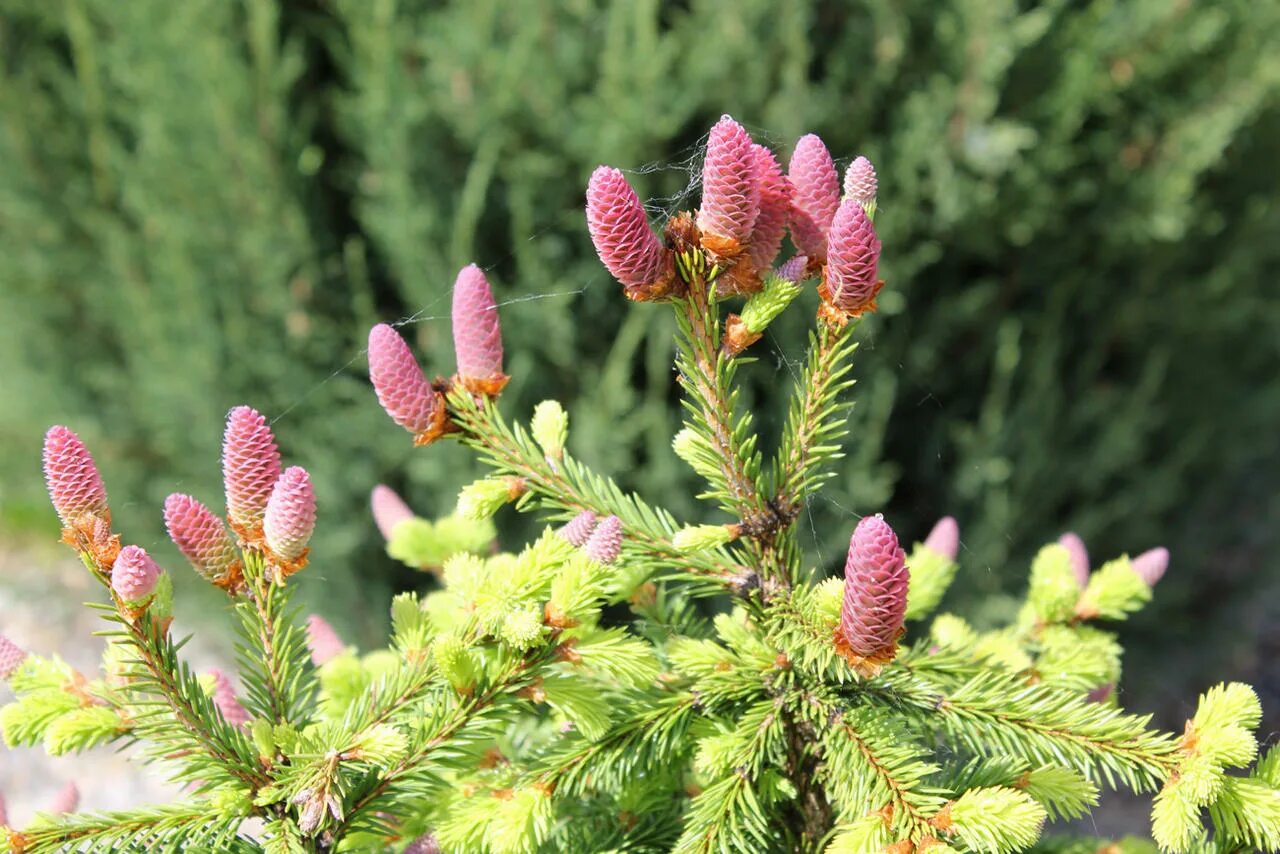 декарт портрет. рене декарт. Picea pungens iseli foxtail 5/c/i h 80-100. ели рене. декарт мыслю следовательно существую.