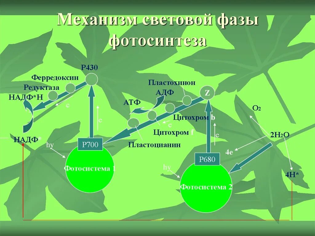 Таблица реакции фотосинтеза. Фотосинтез световая фаза фотосистема 1 и 2. Фотосистема 2 фотосинтез. Световая фаза фотосинтеза схема. Фотосинтез 2 фазы.