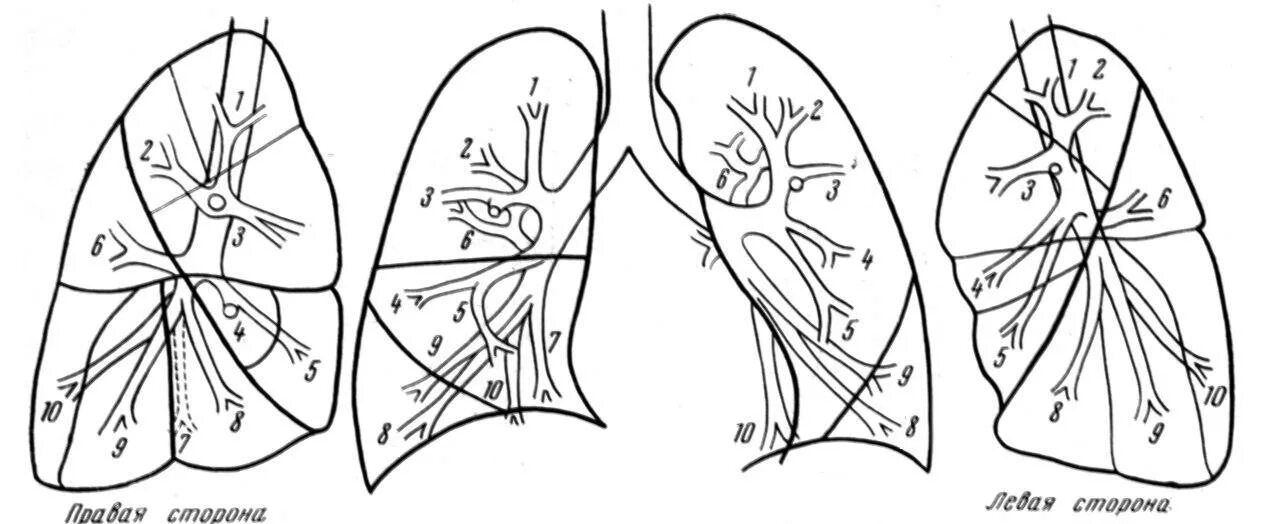 С 6 левого легкого. Сегментарное строение легких рентген. Сегментарное строение легких на кт. Сегменты легкого на рентгенограмме. Сегменты легких топографическая анатомия.