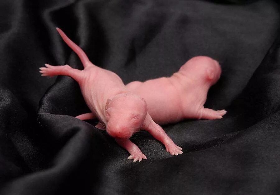 Новорожденные детеныши мыши. Новорождённые крысята. Новорожденный рысенок.