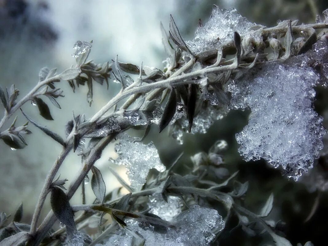 Полынь макросъемка. Полынью слушать. Полынью слушать. Полынья в замерзшей реке. Полынью слушать.