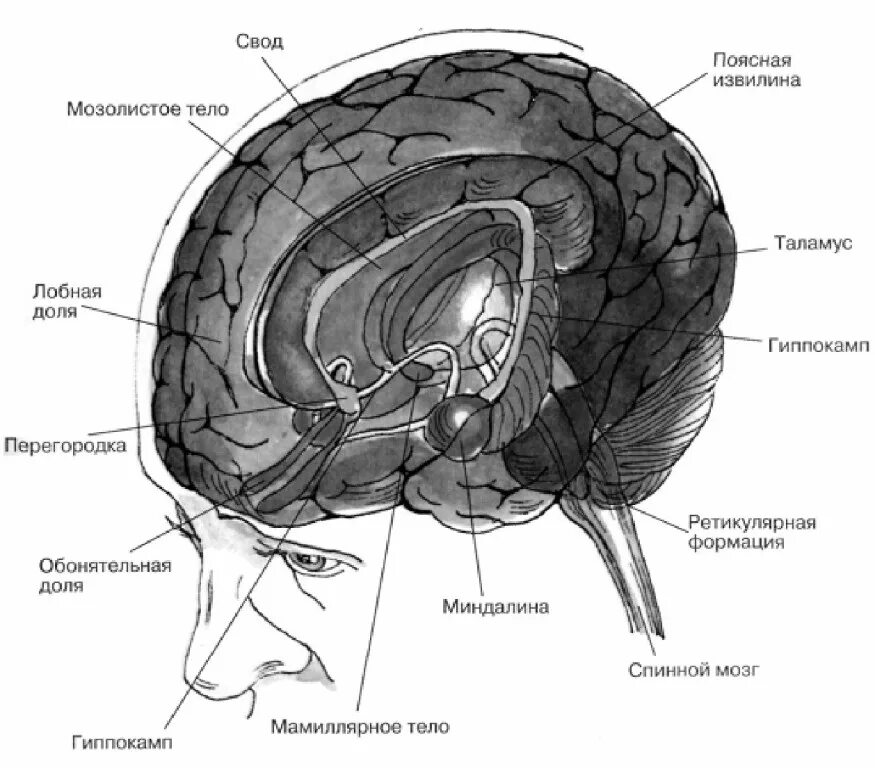 Мозг имеет полость. Лимбическая система головного мозга. Лимбическая система головного мозга анатомия. Структуры лимбической системы головного мозга функции. Поясная извилина лимбической системы.