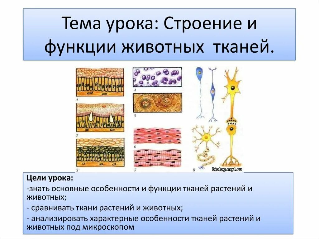 Почему у тканей разное строение. Таблица строение различных тканей и клеток животных. Ткани животных биология. Ткани растений и животных. Строение животной ткани.