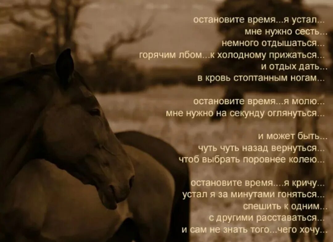 Стихи про лошадей красивые. Стихотворение про лошадь. Высказывания о лошадях. Статусы про лошадей. Лошади поэзия