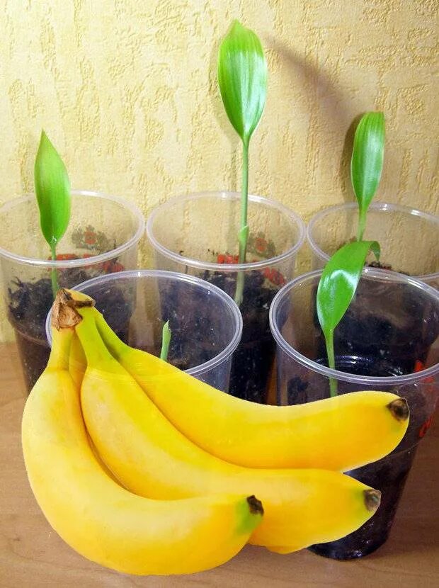 Вырастить банан из покупного банана. Банан из косточки. Банан из семян. Росток банана. Семена комнатного банана.