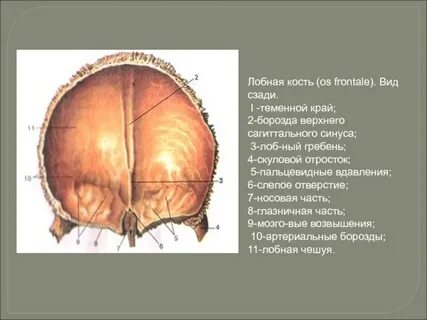 Борозда кости