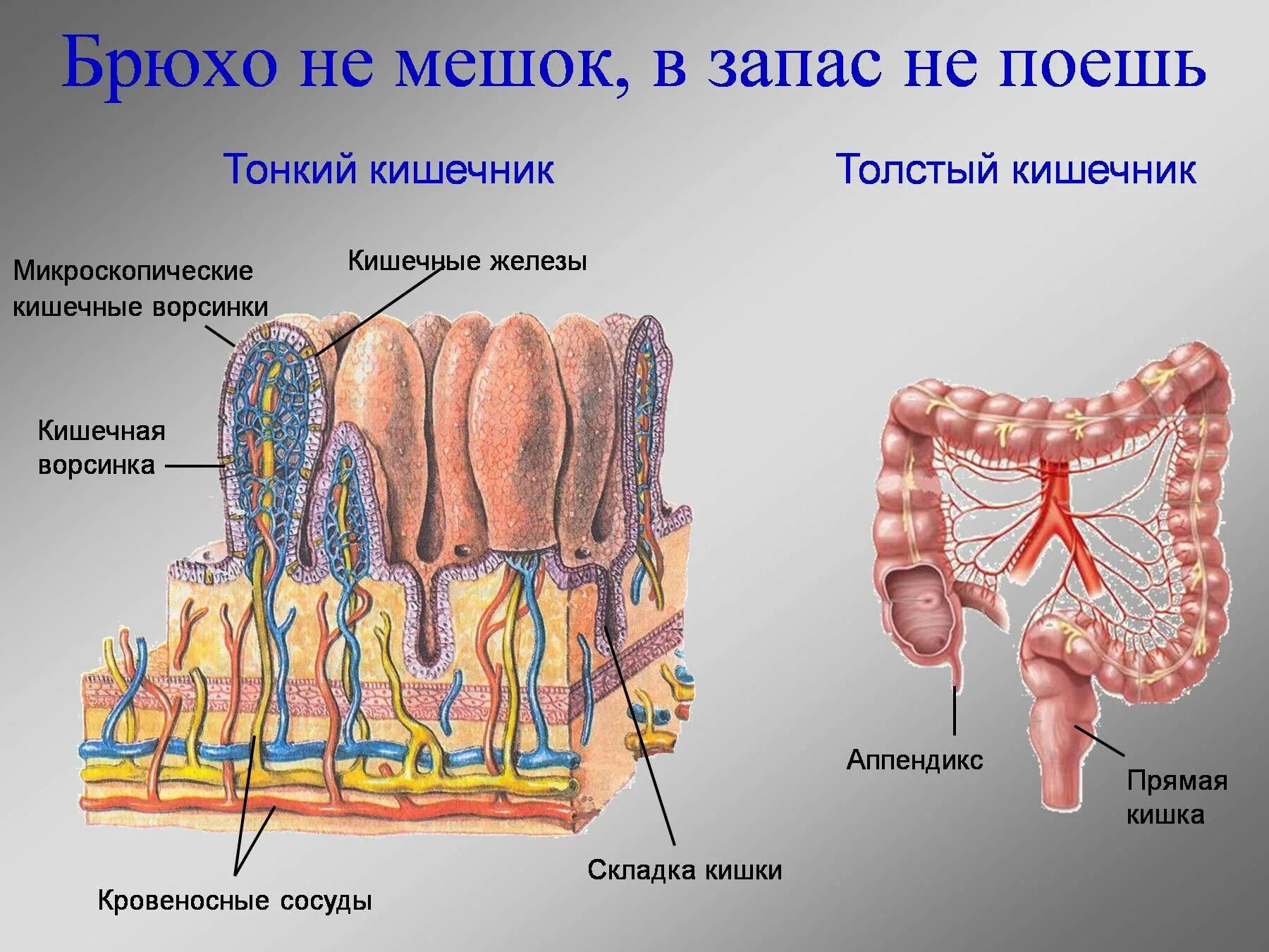 Ткани толстой кишки. Ворсинки тонкого кишечника анатомия. Строение ворсинки тонкого кишечника. Ворсинки кишечника человека. Тонкая кишка анатомия строение.