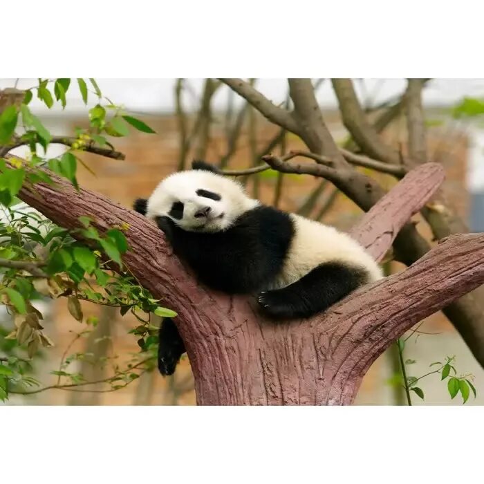 Pandas animals