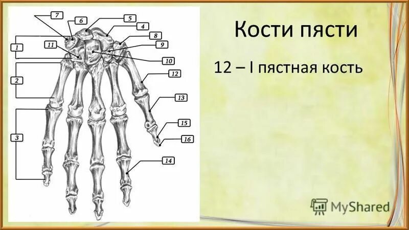 Кость пясти какая кость. Кости кисти на латыни. Строение пальцев собаки. Строение пястной кости. Кость пясти какая кость.