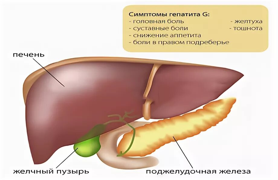 Желчный пузырь болит месяц. Болит печень и желчный пузырь. Жёлчный пузырь симптомы. Боль в печени и желчном пузыре.