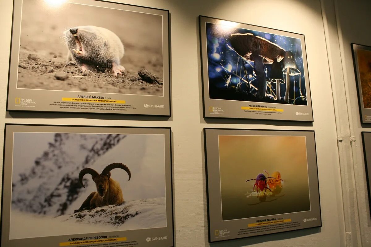 фотовыставка первозданная природа. фотовыставка дикой природы. медведь с медвежонком. медведь медведица медвежонок. геннадий юсин фотограф.