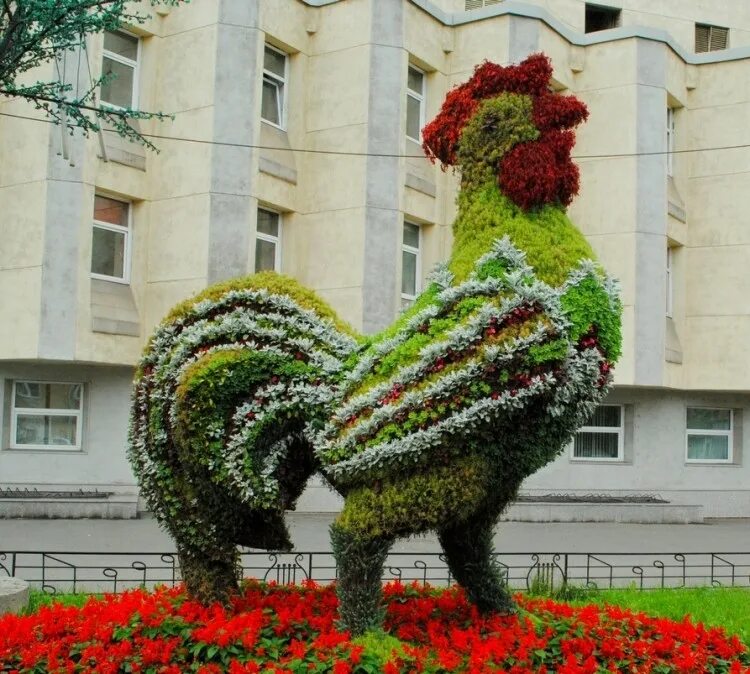 Брама колумбийская цыплята. Петухи красноярска. Петух. Петух китайской шелковой абориген. Петух амераукана.