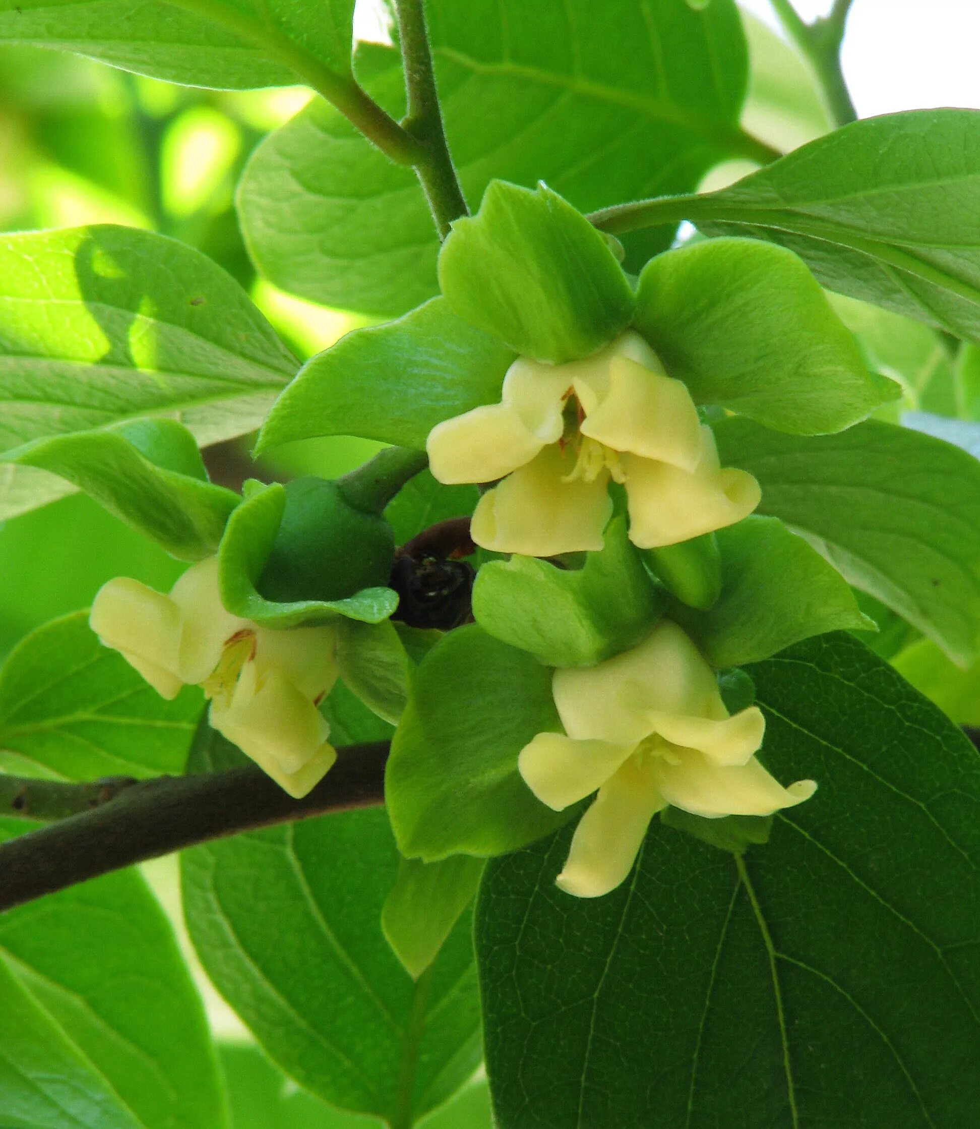 Цветок хурмы. Цветущая хурма. Хурма дерево. Цветущая хурма. Хурма дерево цветы.