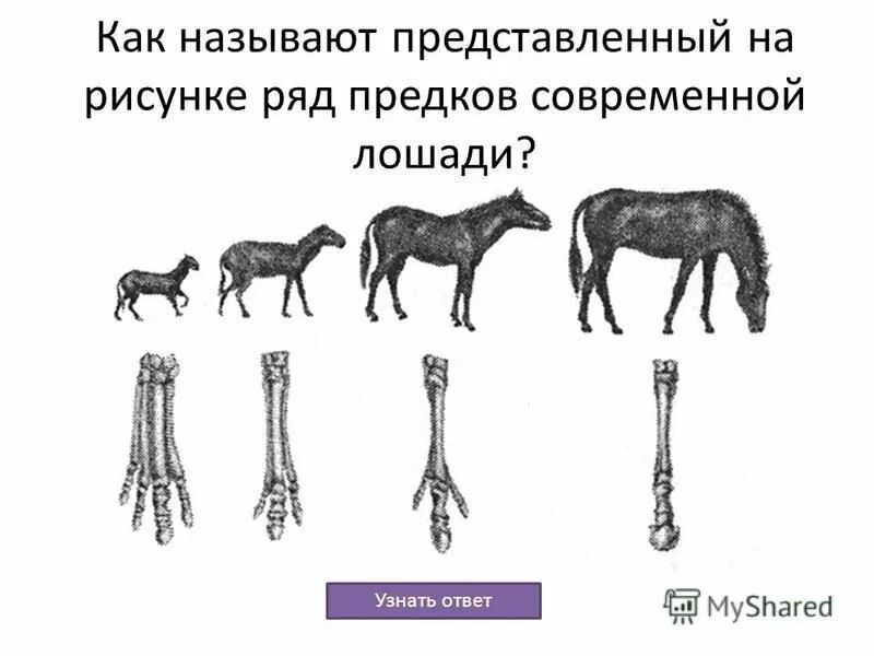 Как называется представленные изображения. Как называются представленные изображения.