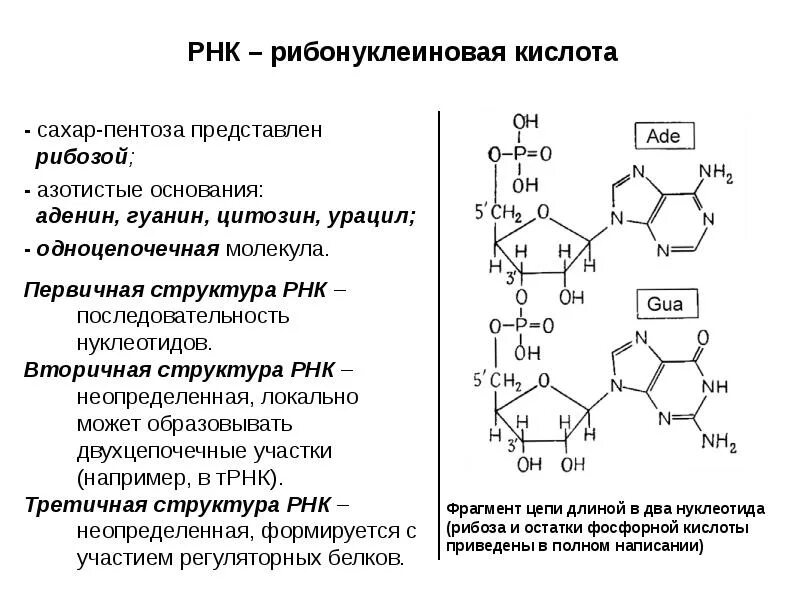 азотистое основание аденин гуанин цитозин. азотистые основания входящие в состав. азотистые основания входящие в состав. пуриновые и пиримидиновые основания связи. азотистые основания входящие в состав.