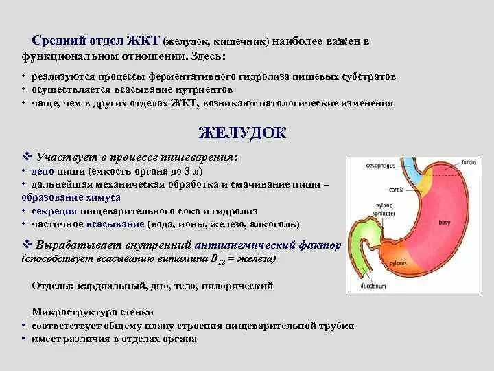 Желудок строение и функции. Функции ЖКТ анатомия. Отделы пищеварительной системы желудок. Функции ЖКТ желудочно-кишечного тракта.