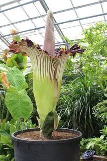Huge plants