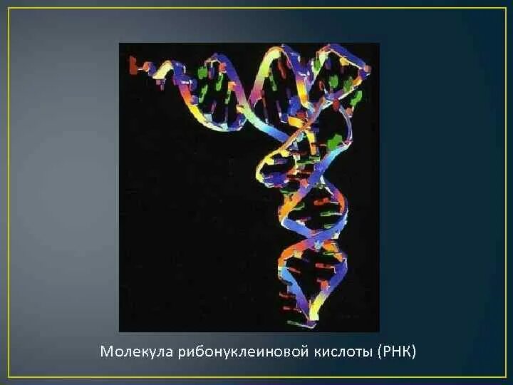 РНК рибонуклеиновая кислота. Молекула рибонуклеиновой кислоты. Молекула РНК. РНК одноцепочечная молекула.