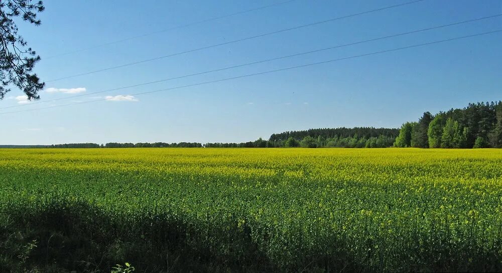 тк родная сторона. весенееполе. русское поле тюмень. гомельская область природа. луга беларуси.