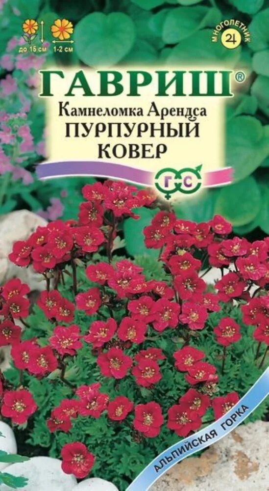 Камнеломка семена купить. Камнеломка Арендса пурпурный ковер 0,01гр Гавриш. Камнеломка Гавриш. Семена камнеломка пурпурный ковер Гавриш. Камнеломка Арендса семена.